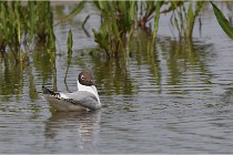 Grand Lav 16-05-17 132   Photos ACG 2016