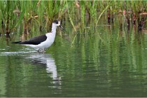 Grand Lav 16-05-17 146   Photos ACG 2016