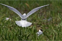 Grand Lav 16-05-17 148   Photos ACG 2016