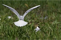 Grand Lav 16-05-17 150   Photos ACG 2016