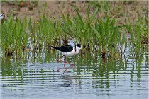 Grand Lav 16-05-17 159   Photos ACG 2016