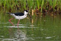 Grand Lav 16-05-17 177   Photos ACG 2016