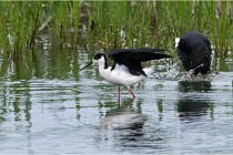 Grand Lav 16-05-17 191   Photos ACG 2016