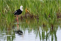 Grand Lav 16-05-17 200   Photos ACG 2016