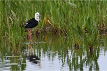 Grand Lav 16-05-17 202   Photos ACG 2016