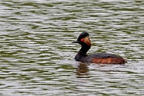 Grand Lav 16-05-17 214   Photos ACG 2016