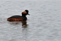 Grand Lav 16-05-17 231   Photos ACG 2016