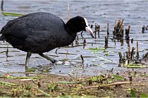 Grand Lav 16-05-17 263   Photos ACG 2016