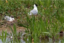 Grand Lav 16-05-17 271   Photos ACG 2016