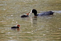 Grand Lav 16-05-17 354   Photos ACG 2016