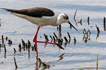 Grand Lav 16-05-17 359   Photos ACG 2016