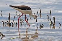 Grand Lav 16-05-17 363   Photos ACG 2016