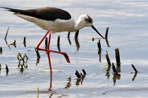 Grand Lav 16-05-17 366   Photos ACG 2016