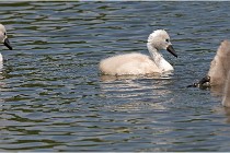 Grand Lav 16-05-17 385   Photos ACG 2016