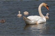 Grand Lav 16-05-17 395   Photos ACG 2016