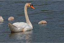 Grand Lav 16-05-17 397   Photos ACG 2016