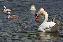 Grand Lav 16-05-17 403   Photos ACG 2016