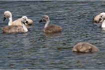 Grand Lav 16-05-17 407   Photos ACG 2016