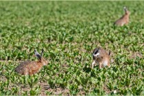 Lièvres 16-05-26 026   Photos ACG 2016
