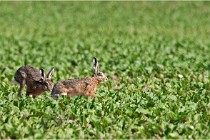 Lièvres 16-05-26 047   Photos ACG 2016