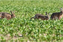 Lièvres 16-05-26 053   Photos ACG 2016