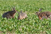 Lièvres 16-05-26 055   Photos ACG 2016