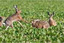 Lièvres 16-05-26 060   Photos ACG 2016