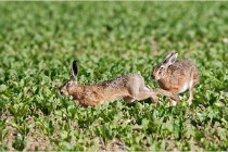 Lièvres 16-05-26 067   Photos ACG 2016