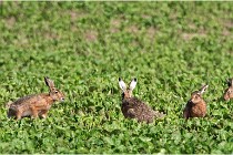 Lièvres 16-05-26 093   Photos ACG 2016