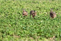 Lièvres 16-05-26 098   Photos ACG 2016