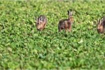 Lièvres 16-05-26 100   Photos ACG 2016