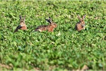 Lièvres 16-05-26 105   Photos ACG 2016