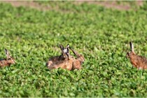 Lièvres 16-05-26 111   Photos ACG 2016