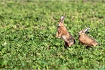 Lièvres 16-05-26 116   Photos ACG 2016