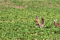 Lièvres 16-05-26 123   Photos ACG 2016