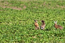 Lièvres 16-05-26 124   Photos ACG 2016