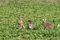 Lièvres 16-05-26 125   Photos ACG 2016