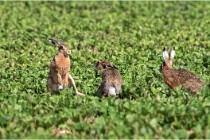 Lièvres 16-05-26 126   Photos ACG 2016