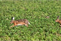 Lièvres 16-05-26 134   Photos ACG 2016