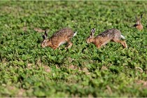 Lièvres 16-05-26 137   Photos ACG 2016