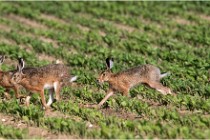 Lièvres 16-05-26 144   Photos ACG 2016
