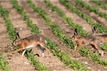 Lièvres 16-05-26 152   Photos ACG 2016