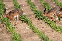 Lièvres 16-05-26 154   Photos ACG 2016