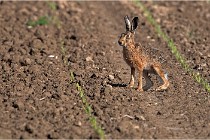 Lièvres 16-05-26 166   Photos ACG 2016