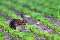 Lièvres 16-05-30 141   Photos ACG 2016