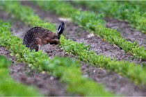 Lièvres 16-05-30 145   Photos ACG 2016