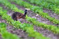 Lièvres 16-05-30 146   Photos ACG 2016