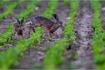 Lièvres 16-05-30 154   Photos ACG 2016