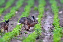 Lièvres 16-05-30 155   Photos ACG 2016