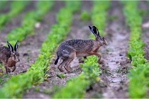 Lièvres 16-05-30 156   Photos ACG 2016